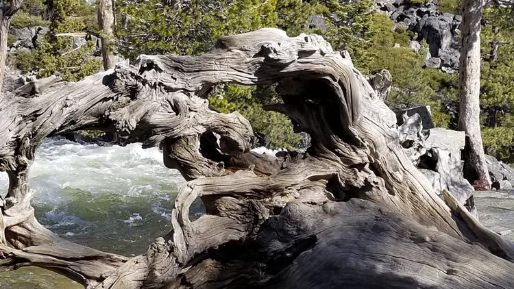 River Tree